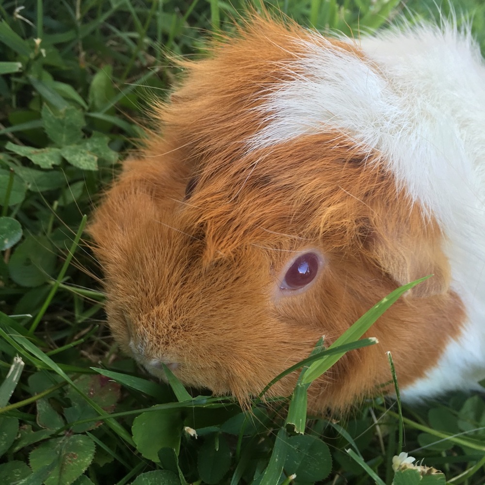 Meet your Posher, Ruby